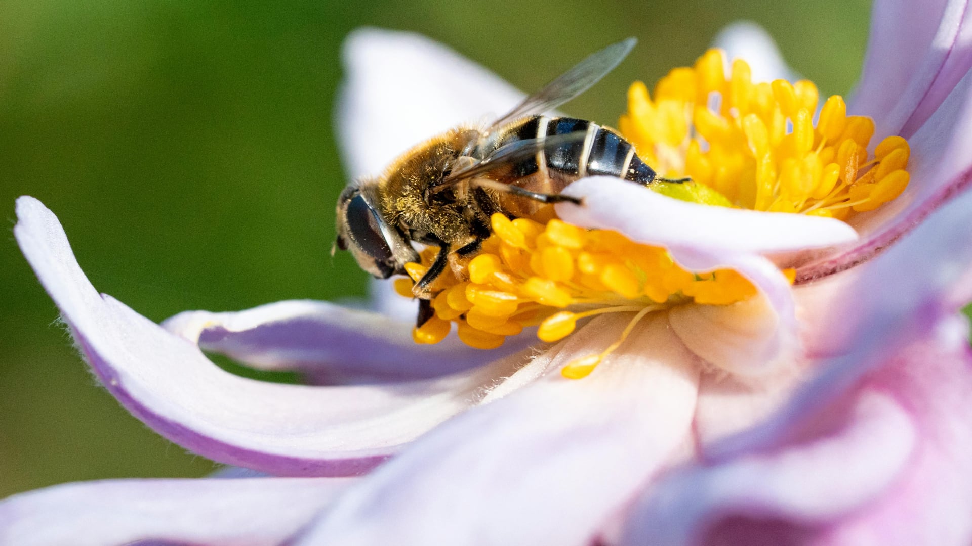 Un estudio evidenció que las abejas pueden diferenciar señales de luz, lo que revela capacidades cognitivas complejas en insectos.
