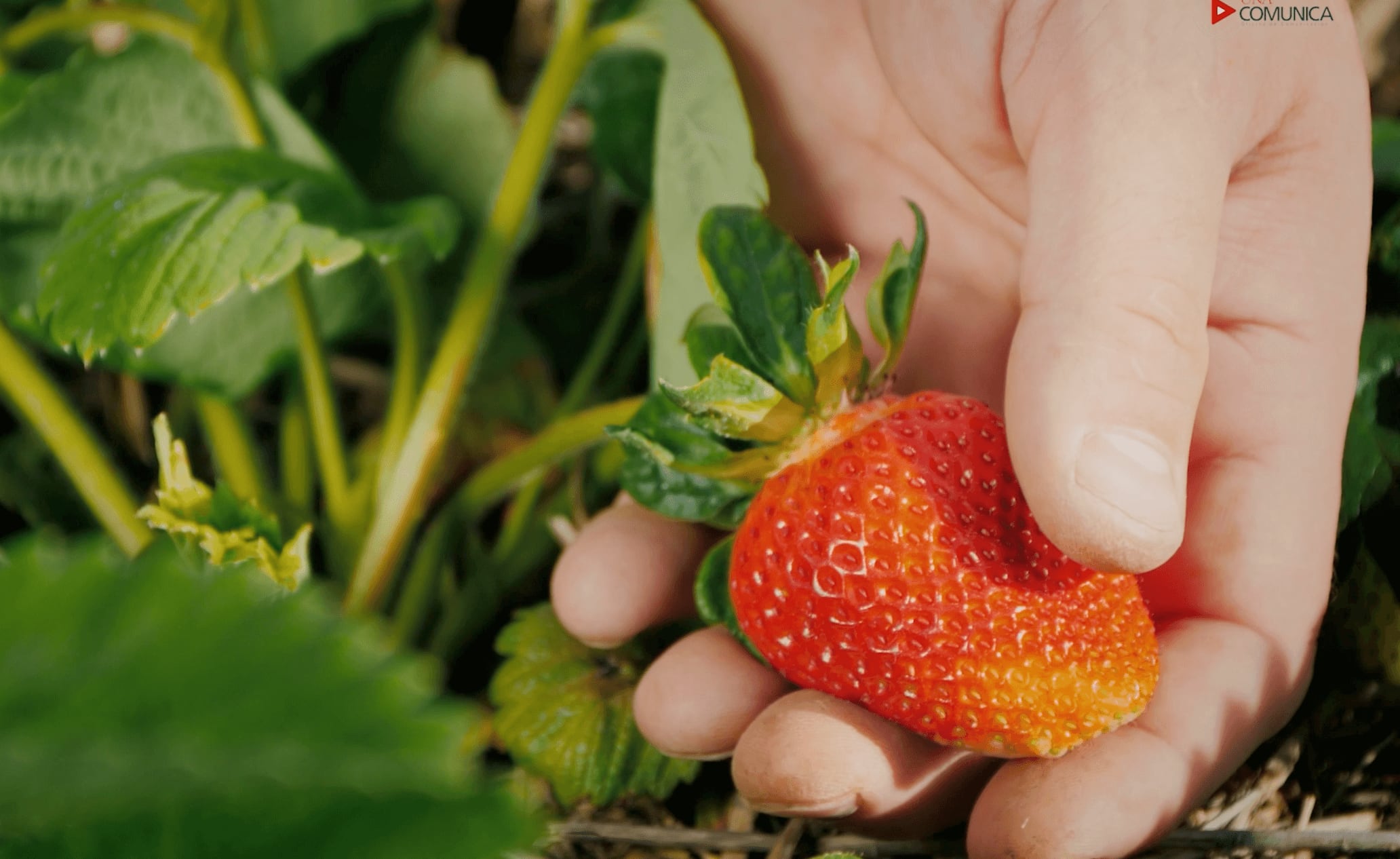 Un hongo reportado por primera vez en Costa Rica y en Centroamérica está provocando pudrición de la corona en plantas de fresa y podría representar un riesgo para la producción nacional