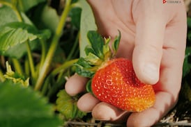 UNA alerta que producción de fresas está en riesgo por algo que se encontró por primera vez en Centroamérica