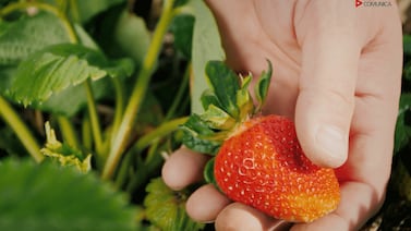 UNA alerta que producción de fresas está en riesgo por algo que se encontró por primera vez en Centroamérica