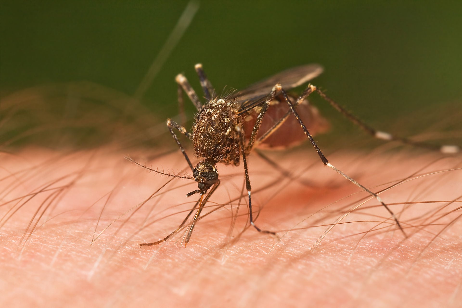 El olor corporal, el CO₂ y ciertos compuestos de la piel explican por qué algunas personas atraen más mosquitos que otras.