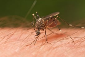 ¿Por qué los mosquitos pican más a unas personas que a otras?