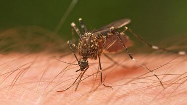 ¿Por qué los mosquitos pican más a unas personas que a otras?