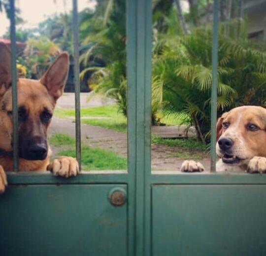Alex Costa y su perro Blacky.