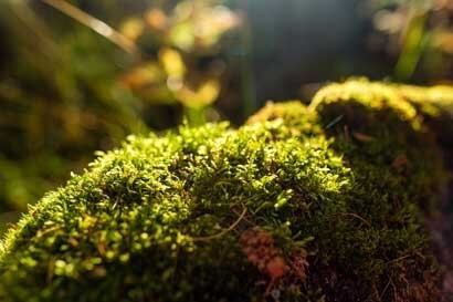 SINAC realizará operativos para frenar venta ilegal de musgo y lana de potrero. Foto Sinac.