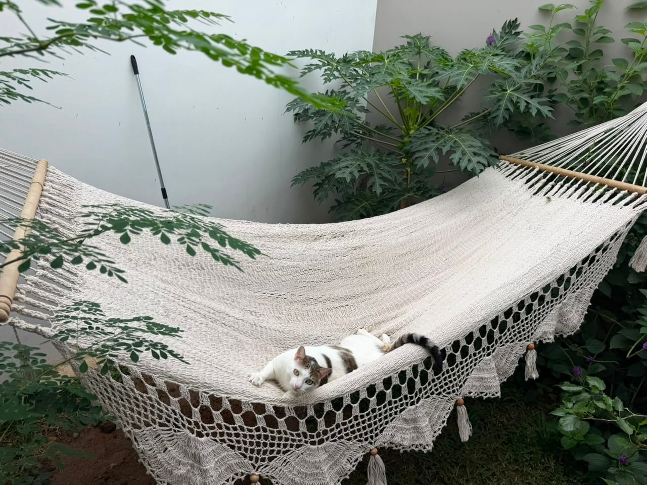 El gatico Angelito fue rescatado en Isla Venado por Yerling Villalobos de la asociación proanimales Valentino Zaguate cuando apenas era un bebé. Hoy vive en Alajuelita rodeado de amor