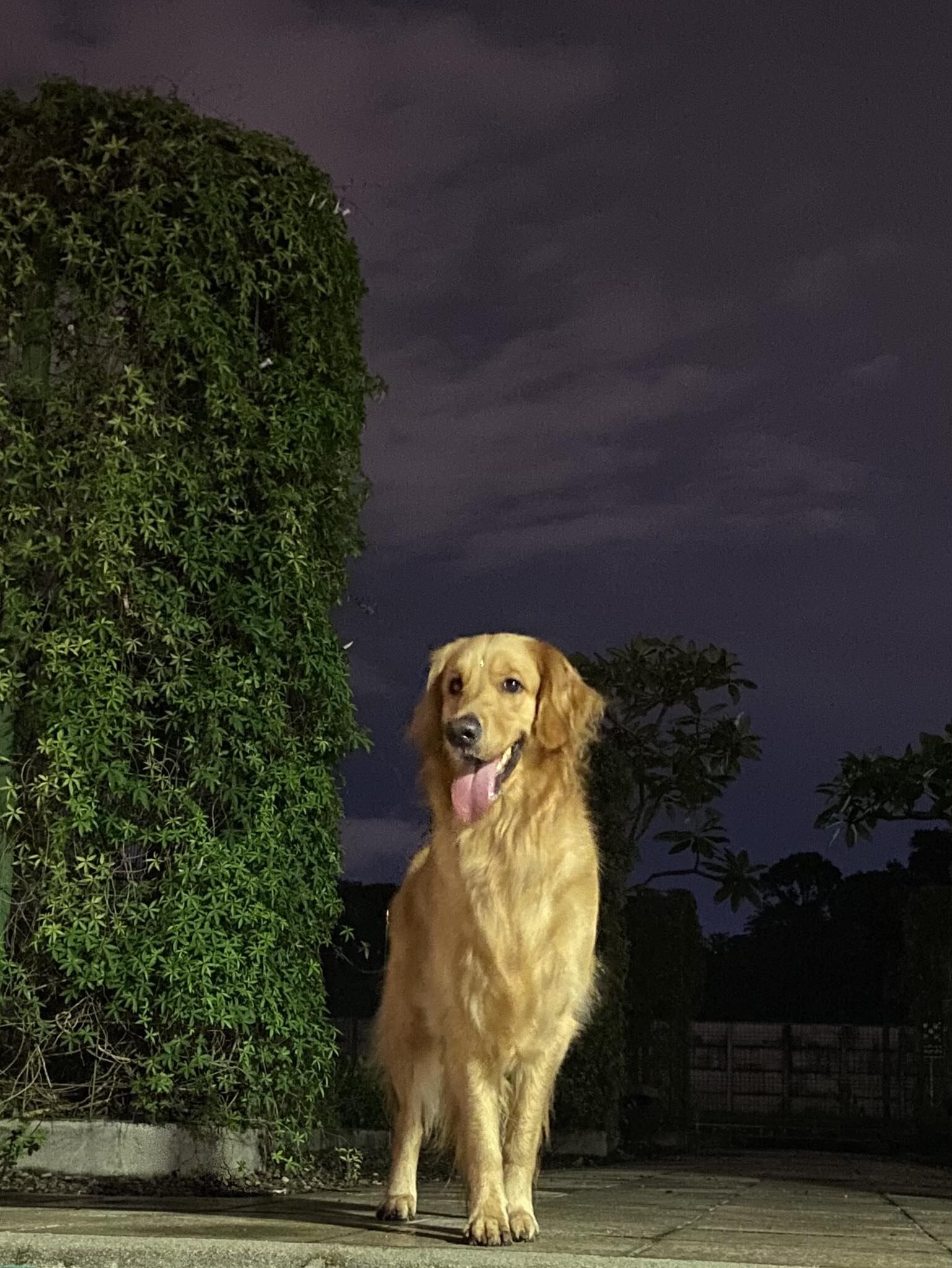 En diciembre del 2023, la vida de doña Karen Alvarado dio un giro inesperado. Sus hijos, ya adultos, notaron que hacía falta una nueva compañía en casa y decidieron darle la sorpresa más tierna de su vida: una perrita golden retriever llamada Chloe