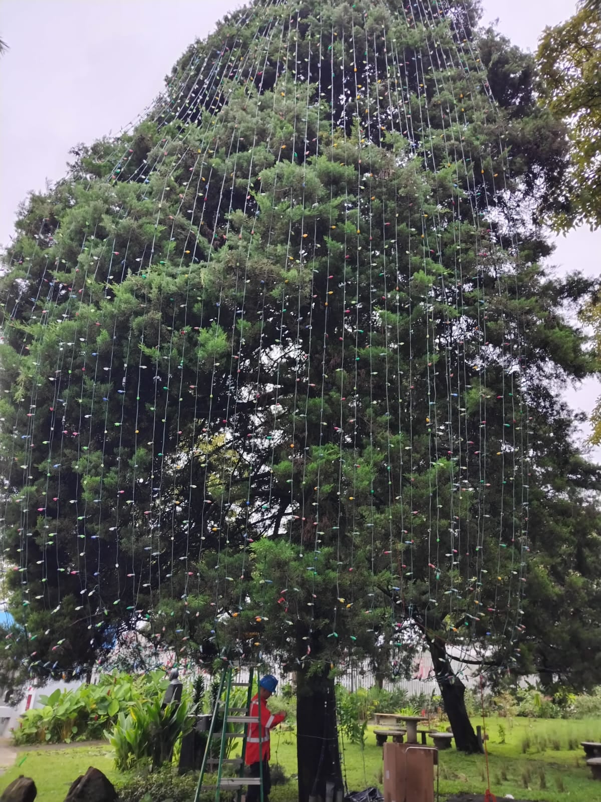 Tremenda alegría nos llevamos cuando pudimos confirmar que al arbolito de Navidad del Hospital Nacional de Niños (HNN) ya le están poniendo las lucecitas que iluminarán la alegría de miles de niños en todo el país, principalmente, a los pequeñitos que están en ese hospital.