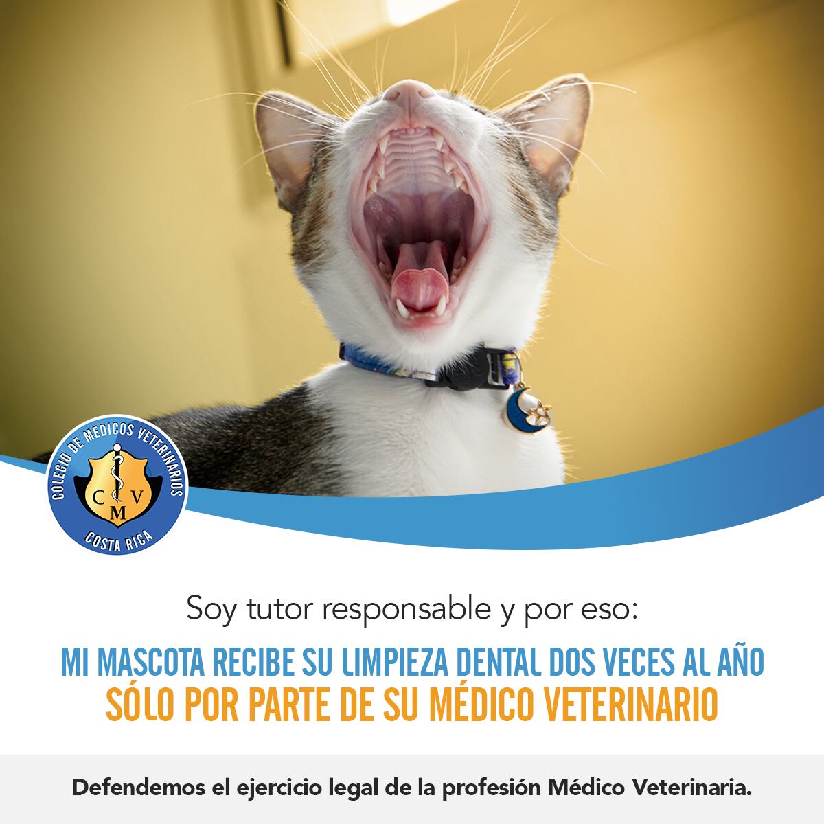 Las limpiezas dentales sin anestesia a perros han provocado que el Colegio de Veterinarios encienda todas sus alertas porque provocan extrema angustia, miedo, dolor y ponen en peligro hasta la vida de los peluditos.