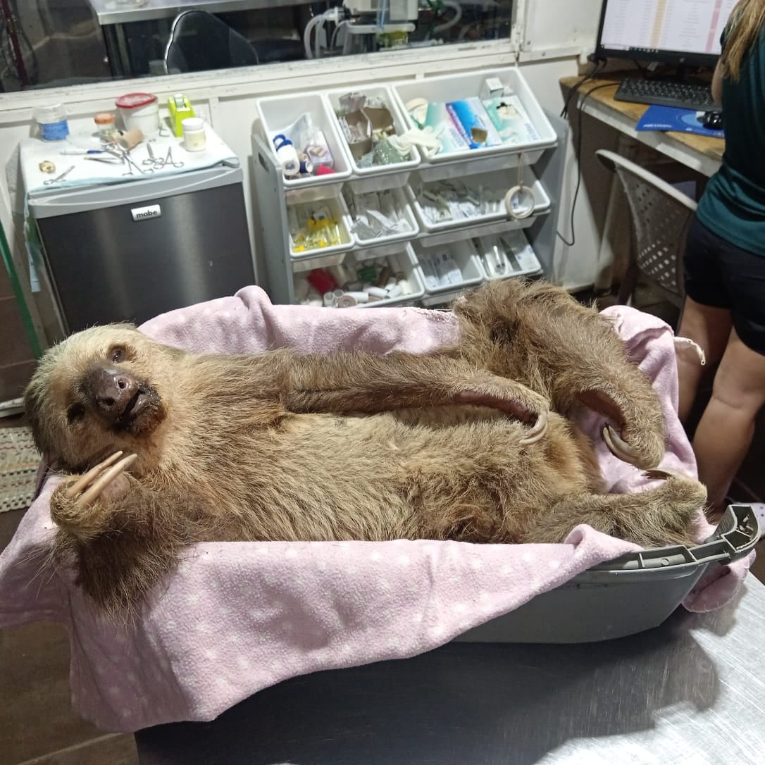 Perezoso rescatada luego de sufrir caída de árbol