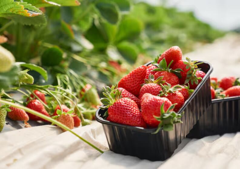 Campes1no en Estados Unidos