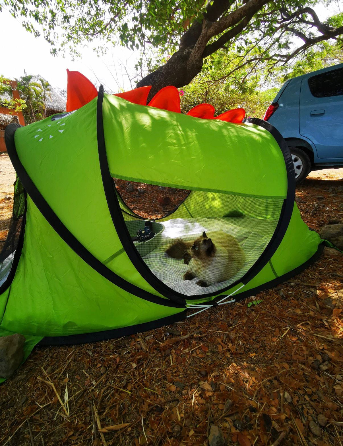 जेव्हा सांता बार्बरा डी हेरेडिया येथील रहिवासी ग्रेसिएला गोमेझ गोमेझने तिची स्वतःची मांजर घेण्याचा निर्णय घेतला, तेव्हा तिने कधीही कल्पना केली नाही की ती योडीसोबतच्या तिच्या आयुष्यातील सर्वात कठीण (आणि सर्वात परिवर्तनीय) लढाईत उतरणार आहे.