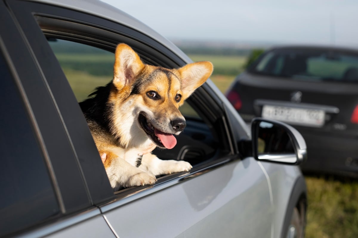 ¿Qué dicen las reglas oficiales de viajar con mascotas en el carro?