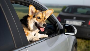 La Teja quiere llevar a su perrito al estrellato y hacerlo el más famoso de Costa Rica