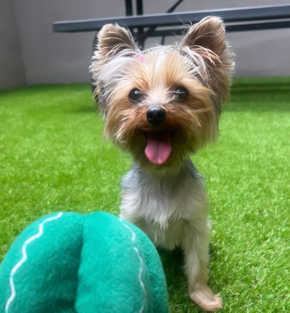 Coco es la mascota de Kianny Peraza