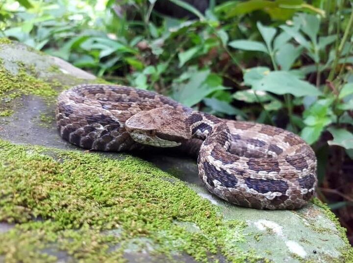 Roberto Poirier, el “Encantador de serpientes” de Turrúcares, quien lleva 34 años en contacto con estos animales, desafiando el miedo y la mala fama que las rodea.