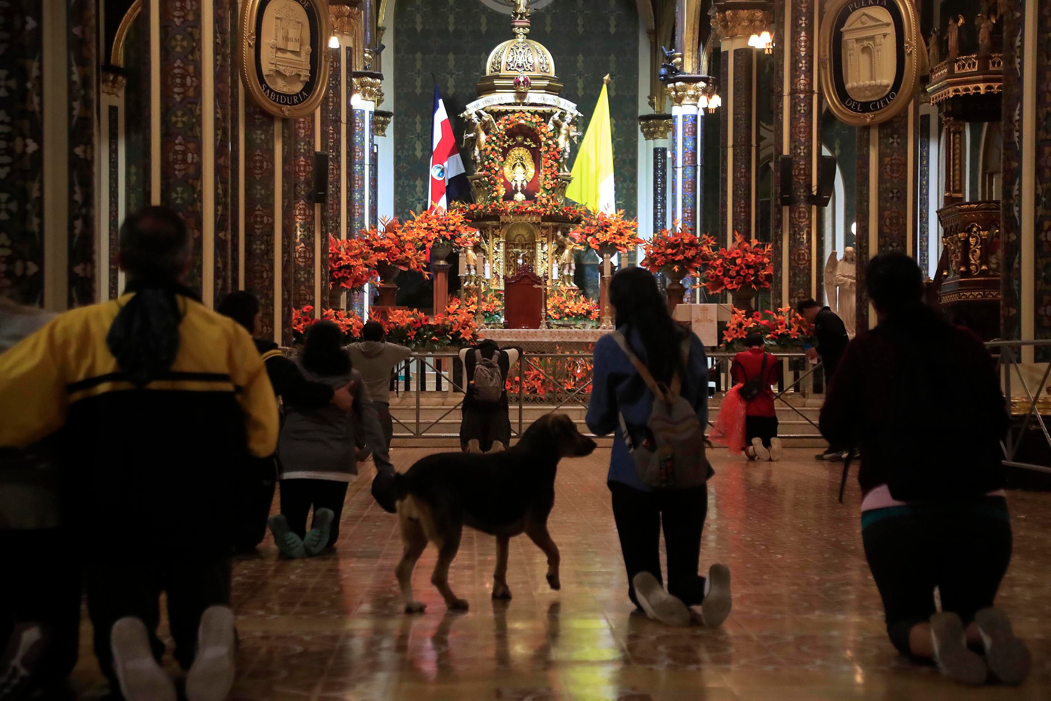 23/07/2023 Basílica de los Angeles, Cartago. Durante el primer día de la Novena de la Virgen de los Angeles, muchos romeros llegaron incluso por la noche e hiciron el tradicional recorrido de rodillas desde la entrada del templo hasta el altar. Pese al insistente llamado de las autoridades de no llevar mascotas a Cartago, este domingo se vio perros abandonados como este perro que se coló entre los romeros que ingresaron a las 9:10 p.m. Foto: Rafael Pacheco