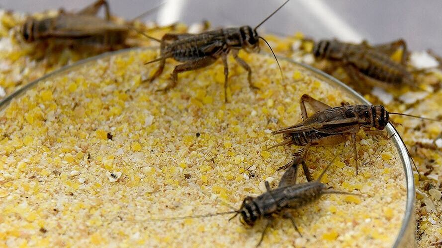 En la sede de Santa Cruz de Guanacaste la Universidad de Costa Rica (UCR) ya arrancó con el cultivo de grillos para que las personas y los animales puedan comerlos ya que son una muy buena fuente de proteínas