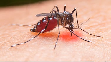 Salud anuncia nuevo caso de chikungunya en Costa Rica