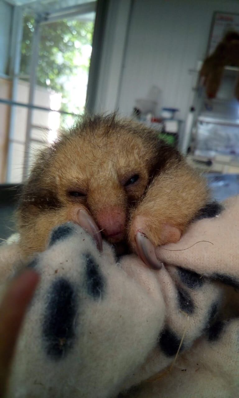 Día de las madres, Aleida Méndez, cuidadora del ZooAve