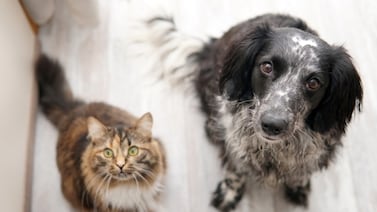 ¿Acaba de adoptar una mascota de la calle? Esto es lo primero que tiene que hacer