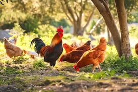 Condenan a una mujer en Francia por matar a un lince que atacó a una de sus gallinas