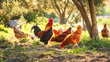Condenan a una mujer en Francia por matar a un lince que atacó a una de sus gallinas