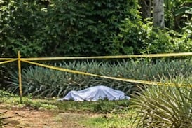 Hallan a hombre decapitado dentro de plantación piñera en San Carlos