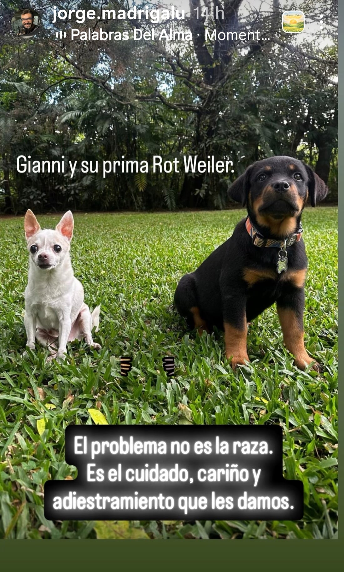 Perro Gianni, de la vestuarista Sandra Carvajal de Teletica.