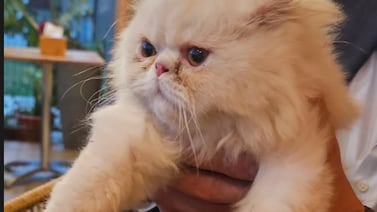 Periodista de Teletica se encontró un hermoso gato y busca a sus dueños