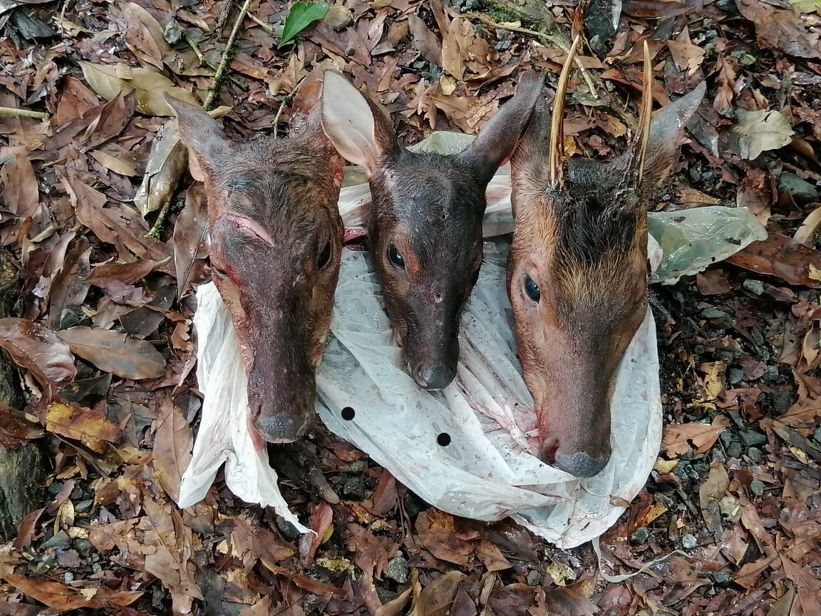 Guardaparques destacados en Tortuguero de Pococí, capturaron este 26 de julio a seis hombres que se encontraban cazando y destazaron tres venados en una zona protegida.