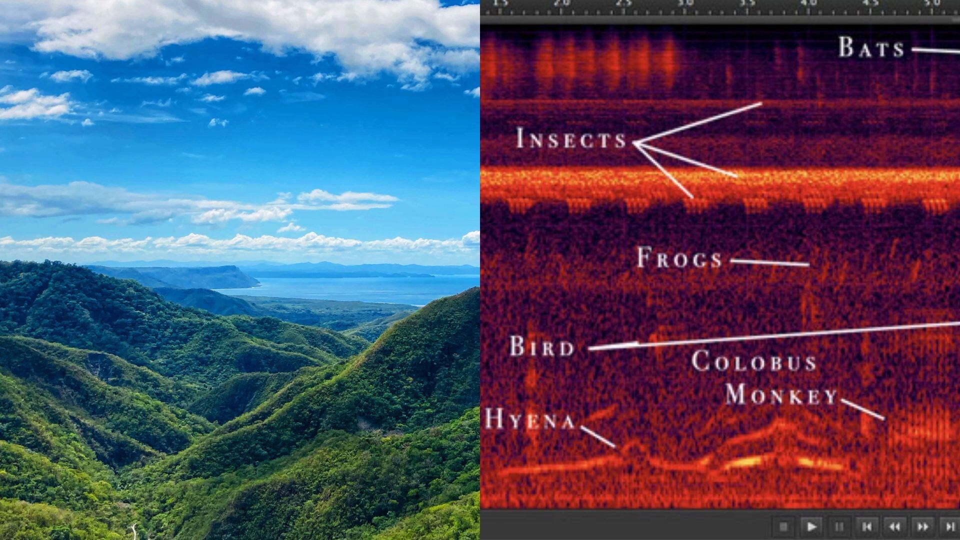 Varios artistas locales e internacionales explorarán sonidos naturales del país