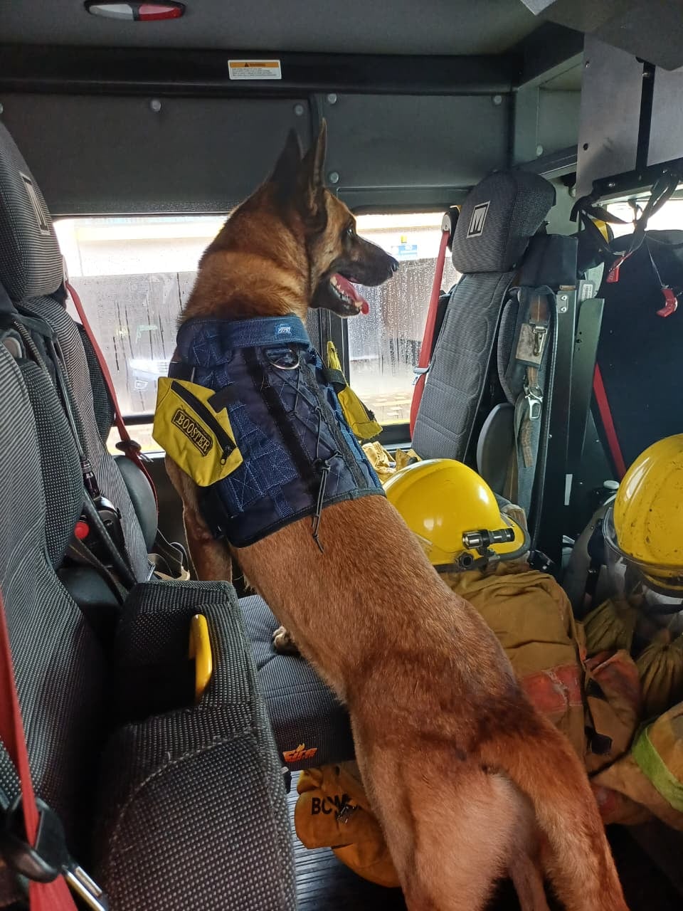 Booster, el bombero de cuatro patas que se ganó a puro cariño a los rescatistas de estación de bomberos de Limón