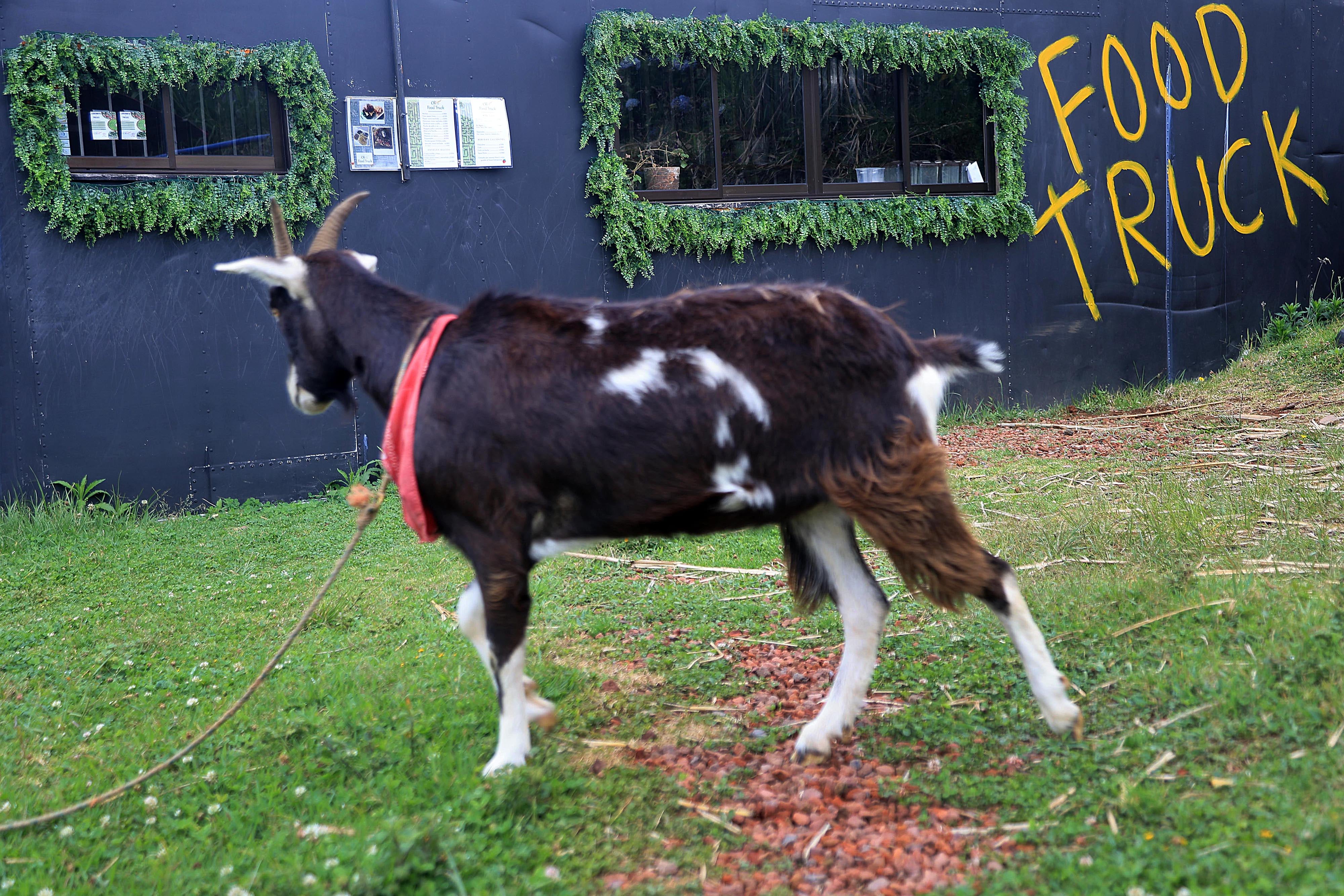 10/04/2024 Poasito de Alajuela. Laberinto Olivo, camino hacia el Volcán Poás, unos 10 kilómetros antes del parque nacional. Para vivir una experiencia diferente, para desafiarse a resolver dentro de senderos con trampa como llegar a puntos específicos como una granja, un mirador, un estanque para practicar una pesca muy peculiar y, por supuesto, encontrar la salida. Foto: Rafael Pacheco Granados