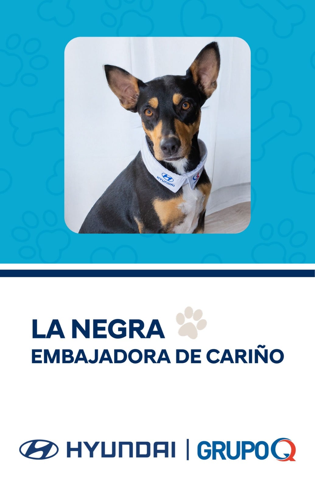 A mediados de diciembre del 2024, una zaguatita negra, flaquita y desconfiada apareció de la noche a la mañana en la sucursal de Hyundai Liberia y, sin hacer ruido ni pedir permiso, decidió que ese sería su lugar en el mundo.