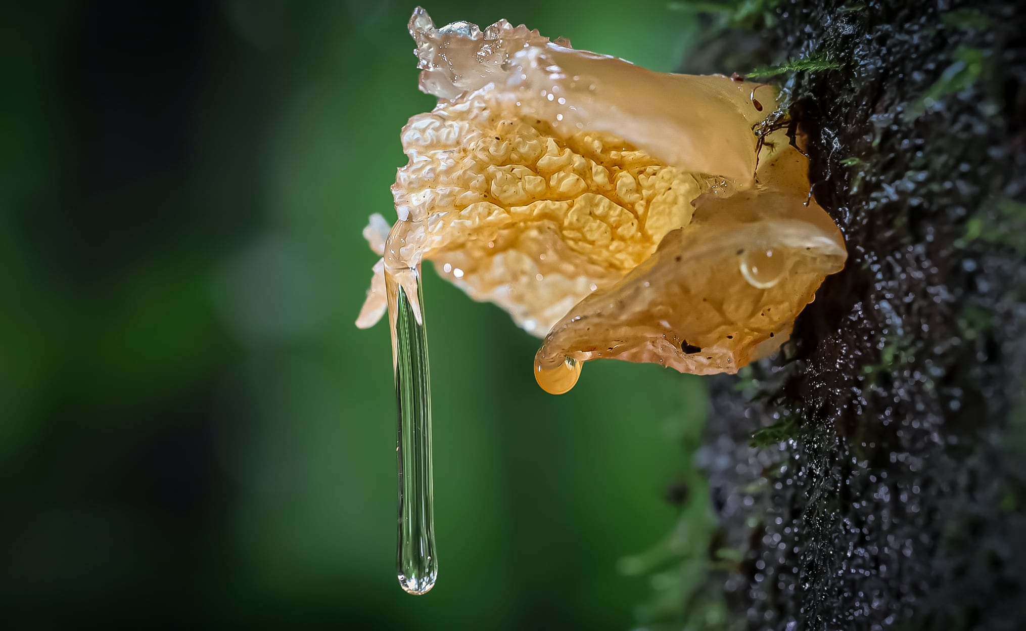 El sancarleño Henry Quesada Agüero, vecino de Ciudad Quesada, puso el nombre de Costa Rica muy en alto luego de ganar el primer lugar en un concurso internacional de fotografía organizado por la Facultad de Ciencias Exactas y Naturales de la Universidad Nacional de Mar del Plata, en Argentina. Al realizar una macrofotografía del corazón de un girasol