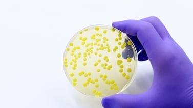 ¿Qué es la bacteria Ralstonia y por qué preocupa a los hospitales del país?