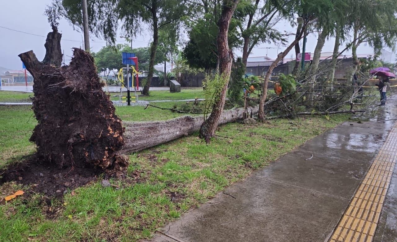 Un enorme árbol cedió en El Tejar de El Guarco debido a los fuertes vientos y mató a un menor que iba pasando por la zona la lluviosa tarde de este 15 de junio. Foto: Keyna Calderón.