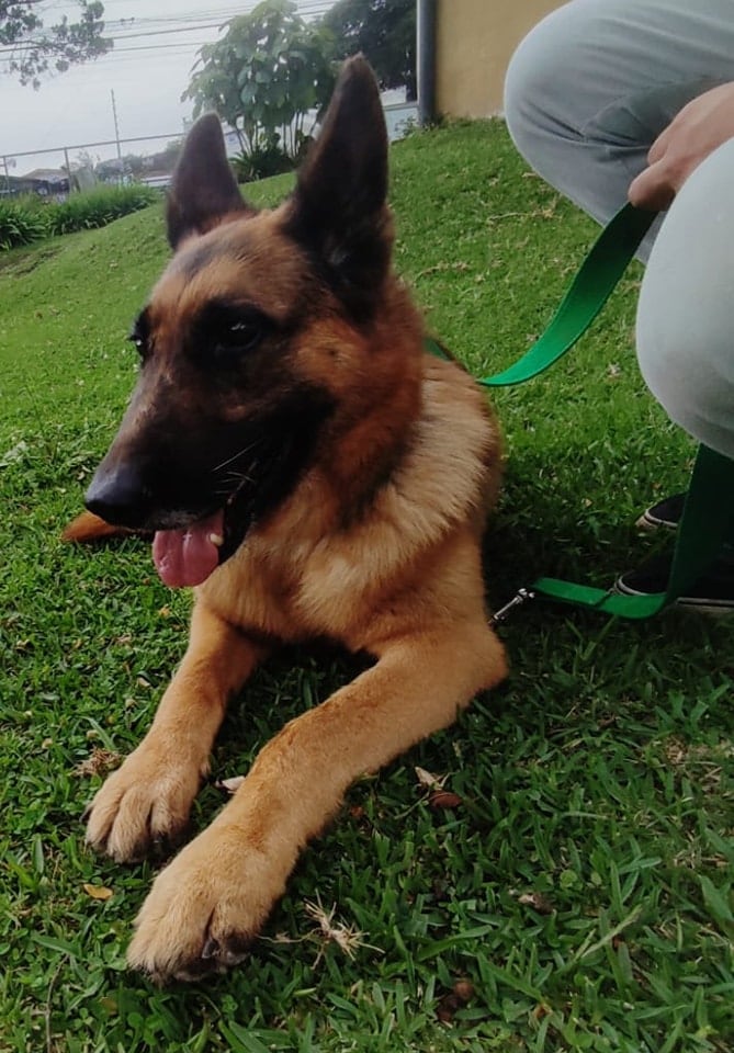 Tay ha mostrado grandes avances en los últimos meses. Foto American Stafford Costa Rica.