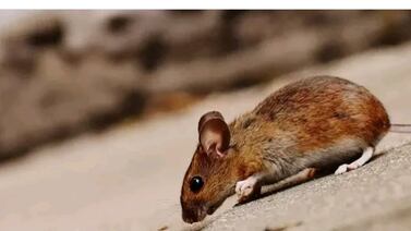 (Video) Ratón con increíble habilidad escapa de la muerte dos veces en Costa Rica y se vuelve viral