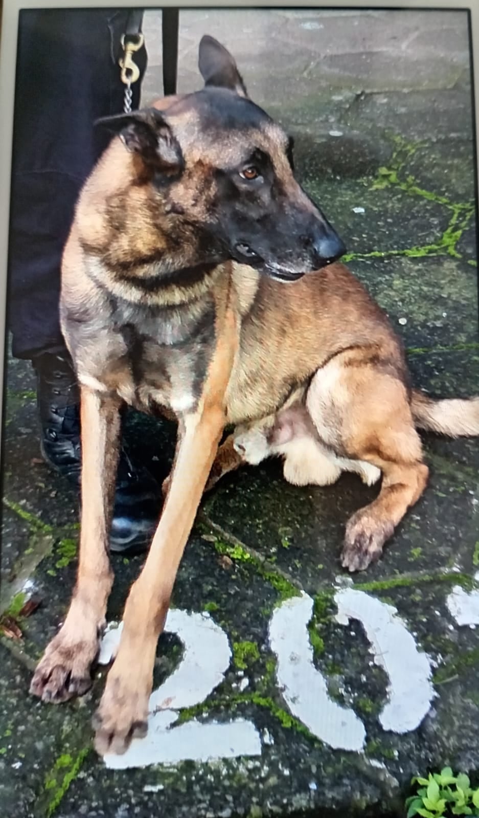Zeus es un perro profesional detectando explosivos, de hecho, uno de los más experimentados del país, además, es un puro amor y ternura