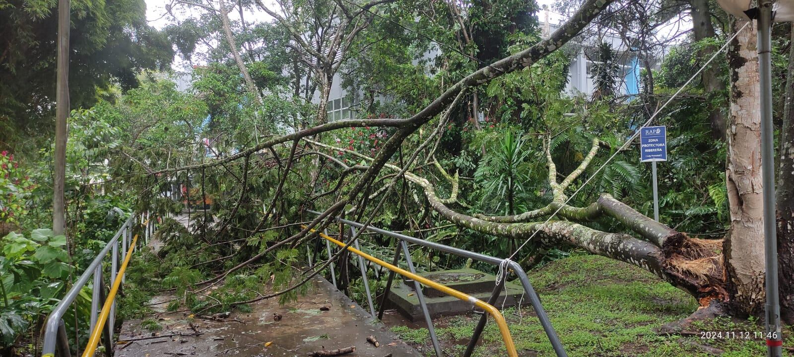 Este martes 12 de noviembre cayó otro árbol en la UCR entre las facultades de Química y Educación, nadie resultó afectado porque el campus está cerrado. Foto: Cortesía para La Teja