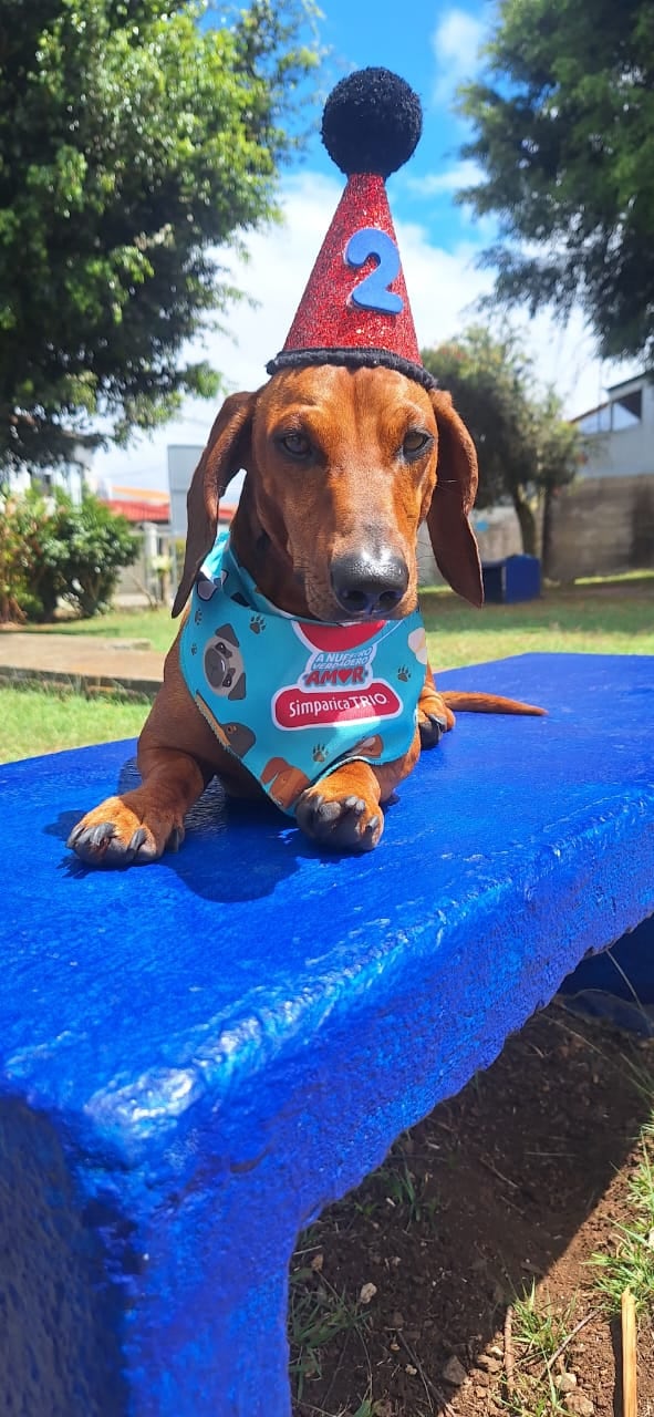En Cartago hay un perrito salchicha que ya se ganó fama de celebridad de barrio. Se llama Bobby, tiene apenas dos años y cuando sale a caminar parece a Mr.T, porque anda una enorme cadena dorada en el cuello y con una actitud de galán que derrite a cualquiera. En la foto, con la mamá humana Shirley Estrada Badilla