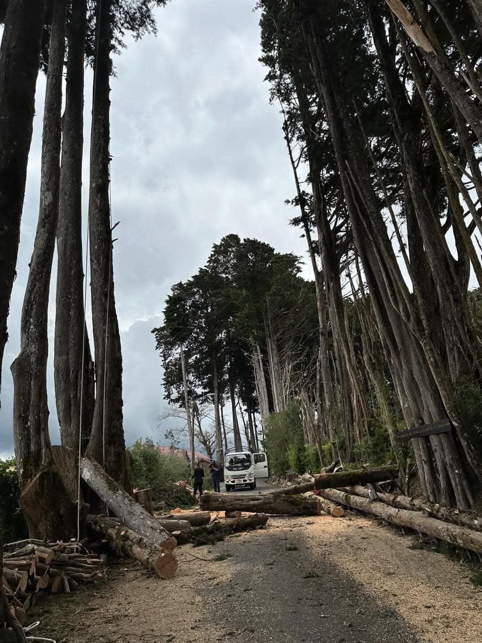 Así luce la entrada del Residencial El Monte, más conocido como El Tirol, debido a la tala de 15 árboles de ciprés. Facebook Heredia por Media Calle.