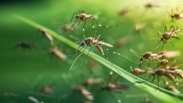 (Video) Grupo de músicos ticos casi pierde la paciencia por culpa de unos mosquitos