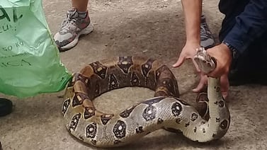 Boa constrictor de gran tamaño asustó a escolares y a sus mamás en Tibás