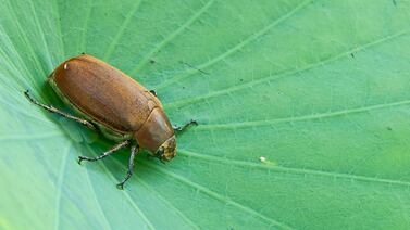 Abejones de mayo: ¿Cuánto viven?, ¿es cierto que no comen?, ¿por qué cada vez hay menos?