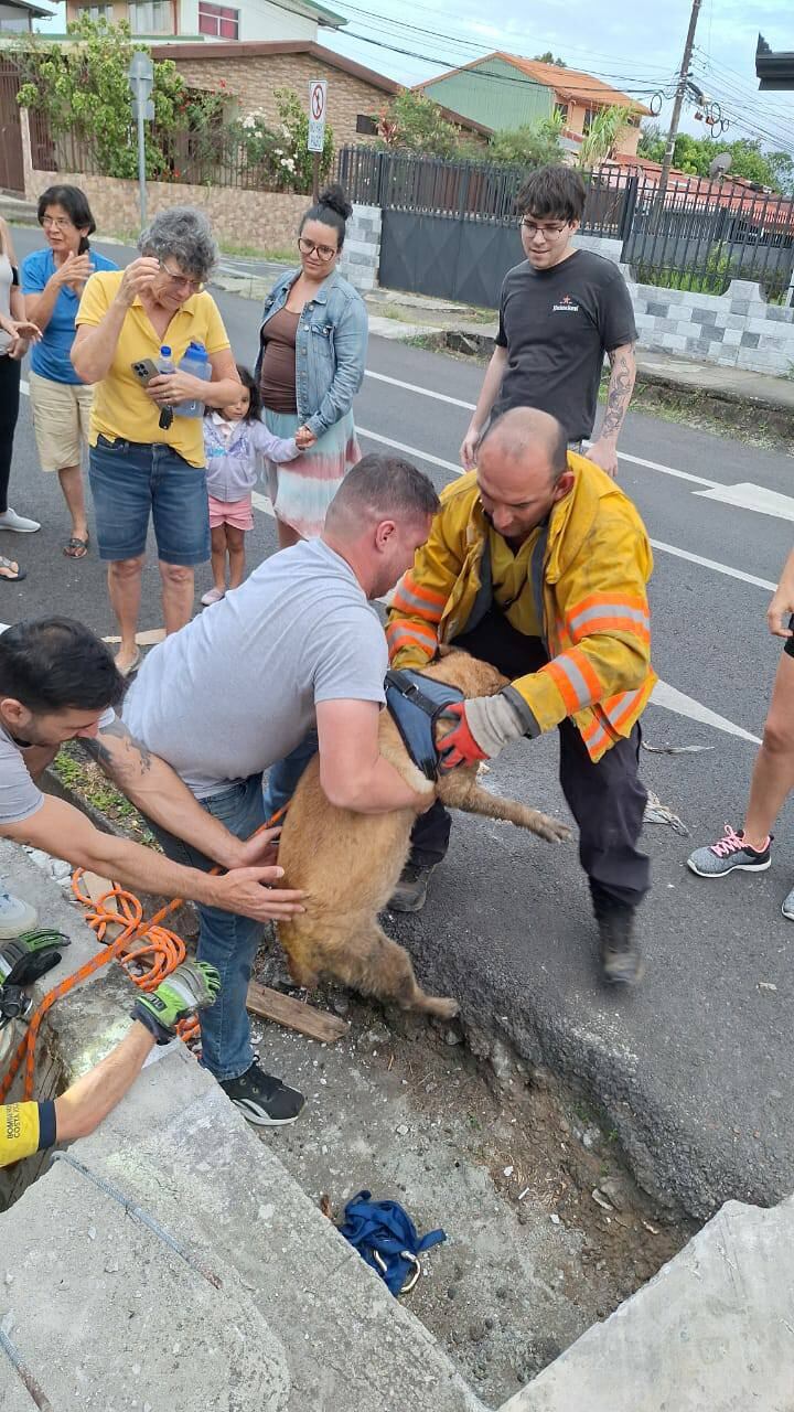 Bomberos rescatan a perro atrapado en alcantarilla en Heredia. Foto Bomberos.