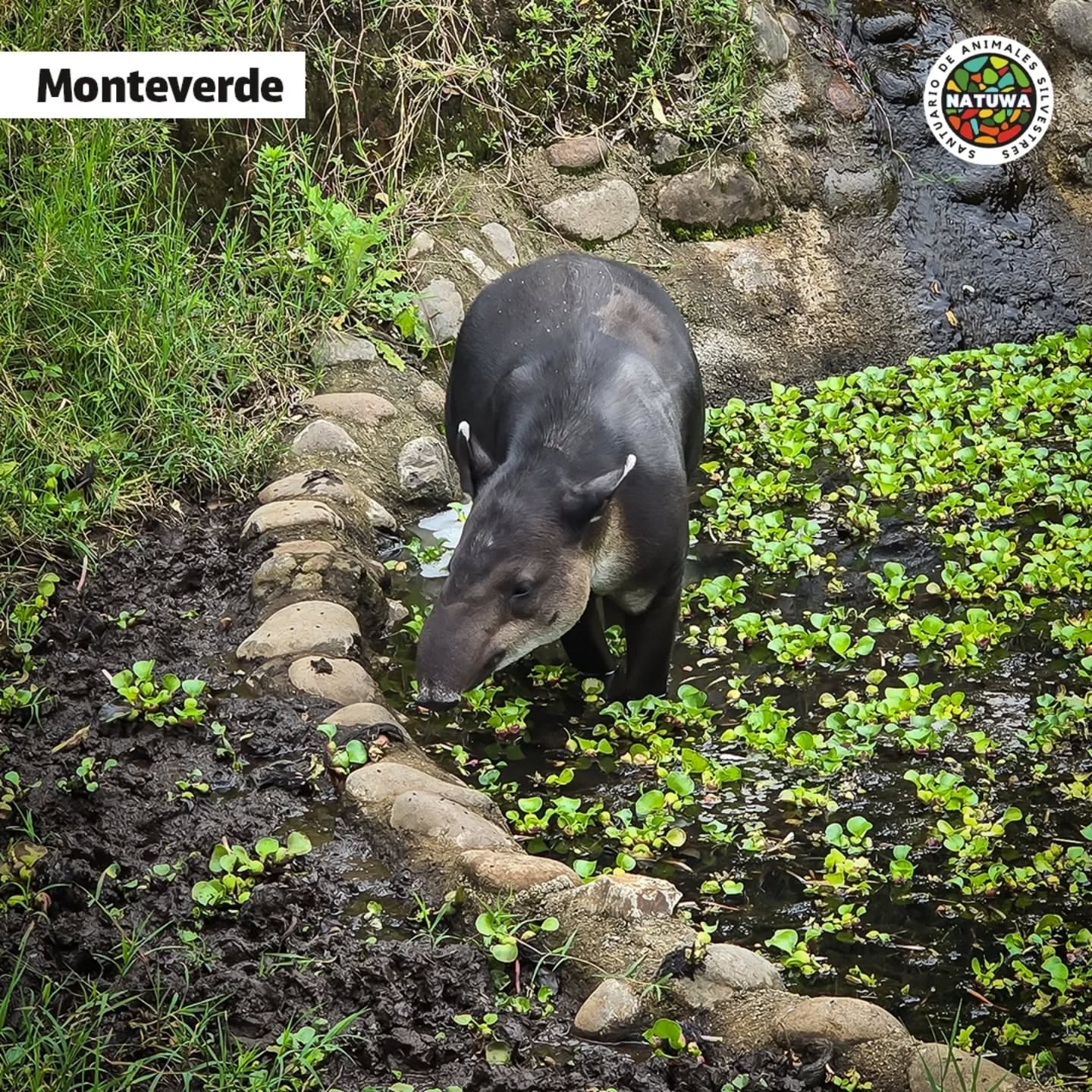 La danta Mandy sobrevivió a que se la quisieran comer y hoy es símbolo de esperanza en el Santuario de Vida Silvestre Natuwa que es propiedad del astrólogo y mentalista Minor Khayyan