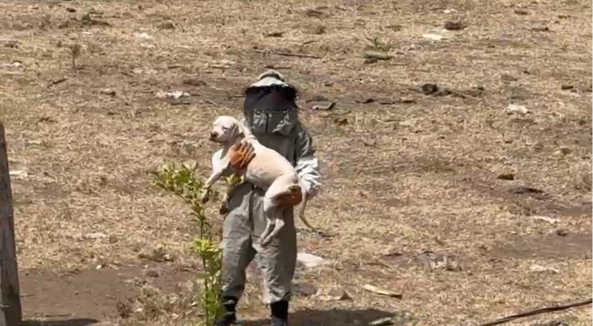 निकोया येथे मधमाशांचा हल्ला